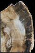 Gorgeous Petrified Wood (Sequoia) Bookends - Oregon #29139-2